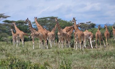 Unforgettable Kenyan Safari: 5 Days in Amboseli, Tsavo West & Tsavo East
