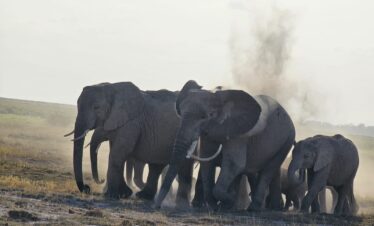 5-Day Kenya Safari: Masai Mara, Lake Nakuru & Lake Naivasha Adventure!
