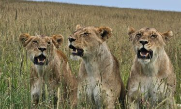 3 Days Masai mara safari adventure