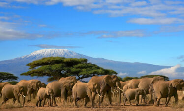Under Kilimanjaro’s Gaze: Your Ultimate 3-Day Amboseli Safari Adventure!