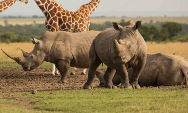 6 Days best of Kenya safari