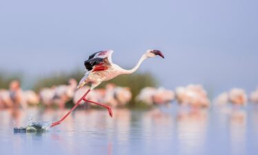 6 DAYS BEST OF KENYA SAFARI